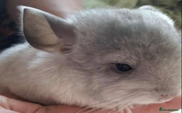 Chinchilla rodents for sale: Chinchilla mosaic male 10 weeks  - Advert 2