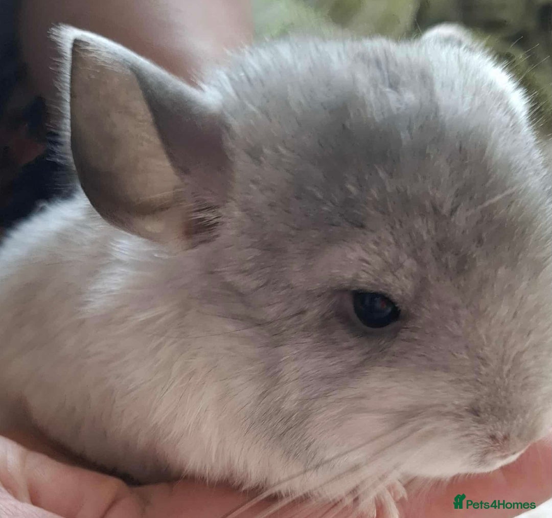 Chinchilla rodents for sale: Chinchilla mosaic male 10 weeks  - Advert 2