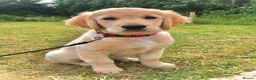 Golden Retriever dogs for stud: Beautiful KC-Reg Golden Retriever Stud (proven) - Advert 18