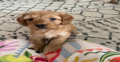 Cockapoo dogs - Advert 14