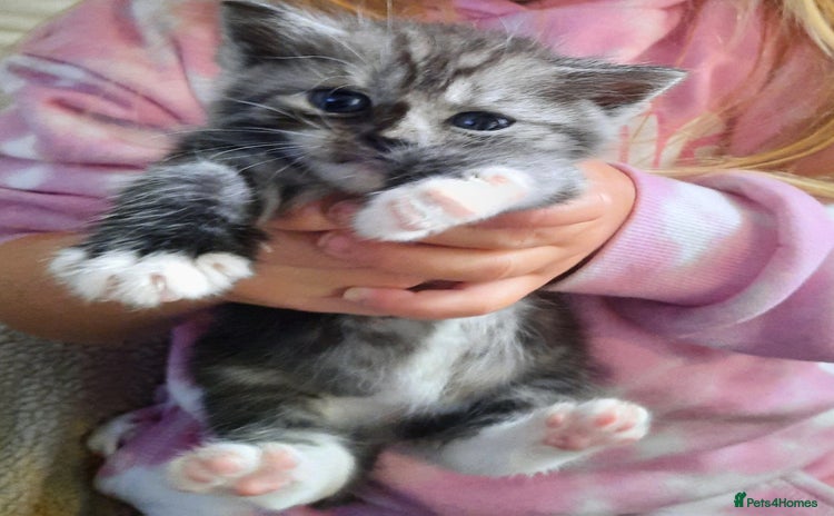 Mixed Breed cats - Advert 1