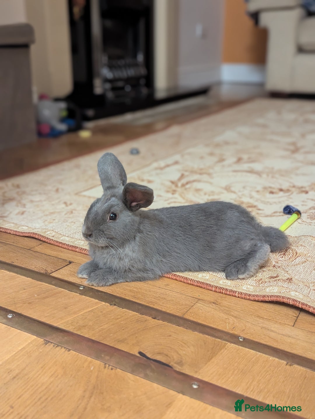 Mixed Breed rabbits for sale: Indoor rabbits klinny and bounty.  - Advert 2