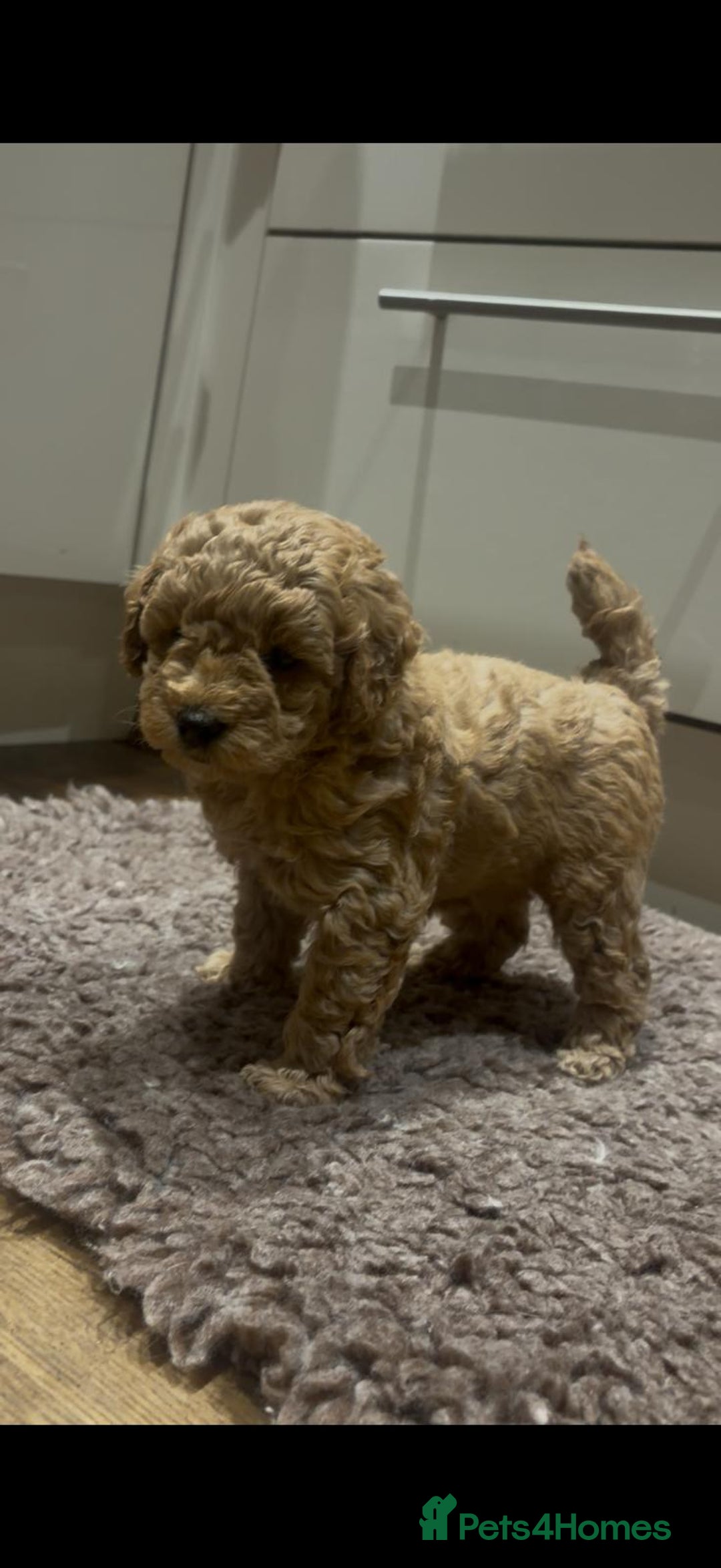 Maltipoo dogs for sale: Maltipoo F1B puppies  - Advert 5