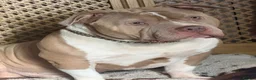 Mixed Breed dogs for sale: Pocket Bully (not a XL Bully)  - Advert 9