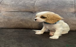 Cavachon dogs for sale: Cavalier King Charles X Cavachon - Image 14