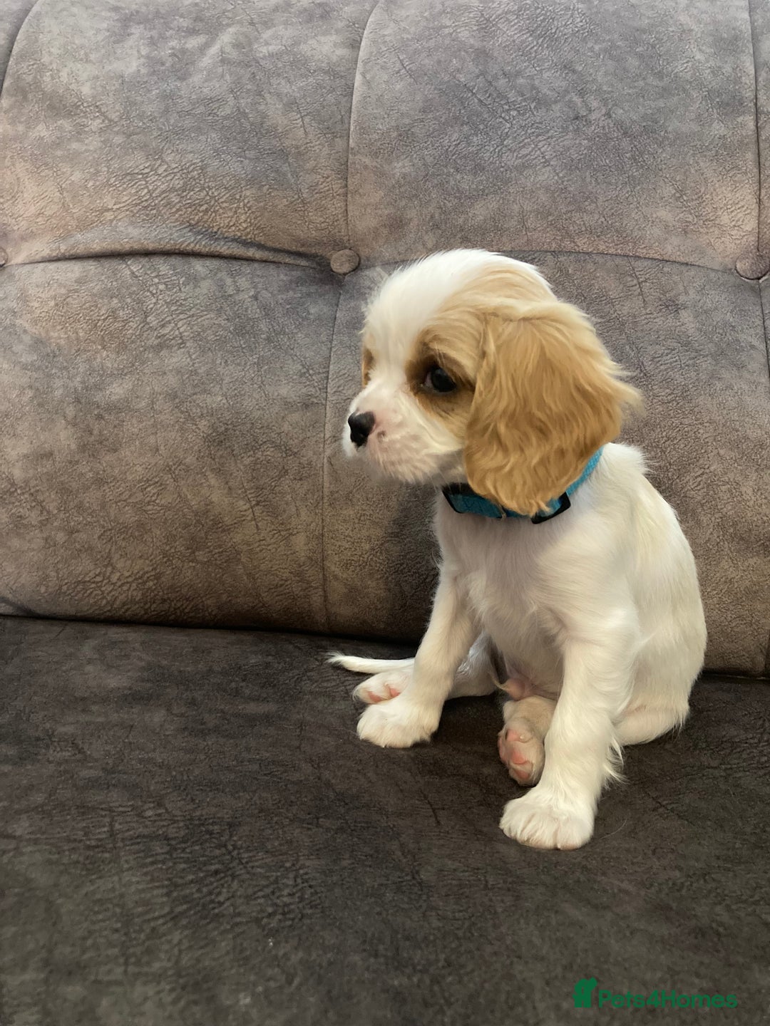 Cavachon dogs for sale: Cavalier King Charles X Cavachon - Image 14