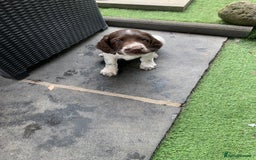 English Springer Spaniel dogs for sale: Springer pups - Image 8