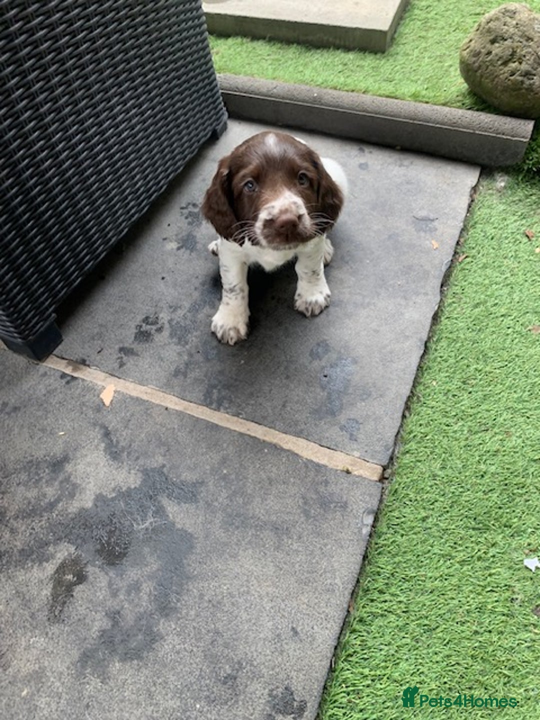 English Springer Spaniel dogs for sale: Springer pups - Image 8