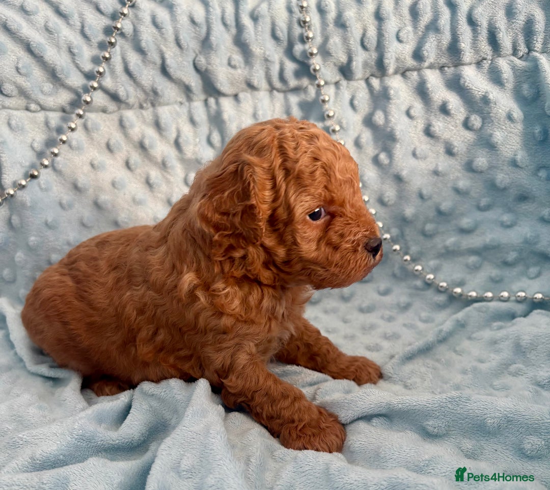 Toy Poodle dogs for sale: KC registered toy poodles - Advert 15