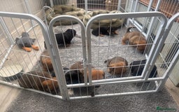 Mixed Breed dogs for sale: Corgi x JRT - Image 5