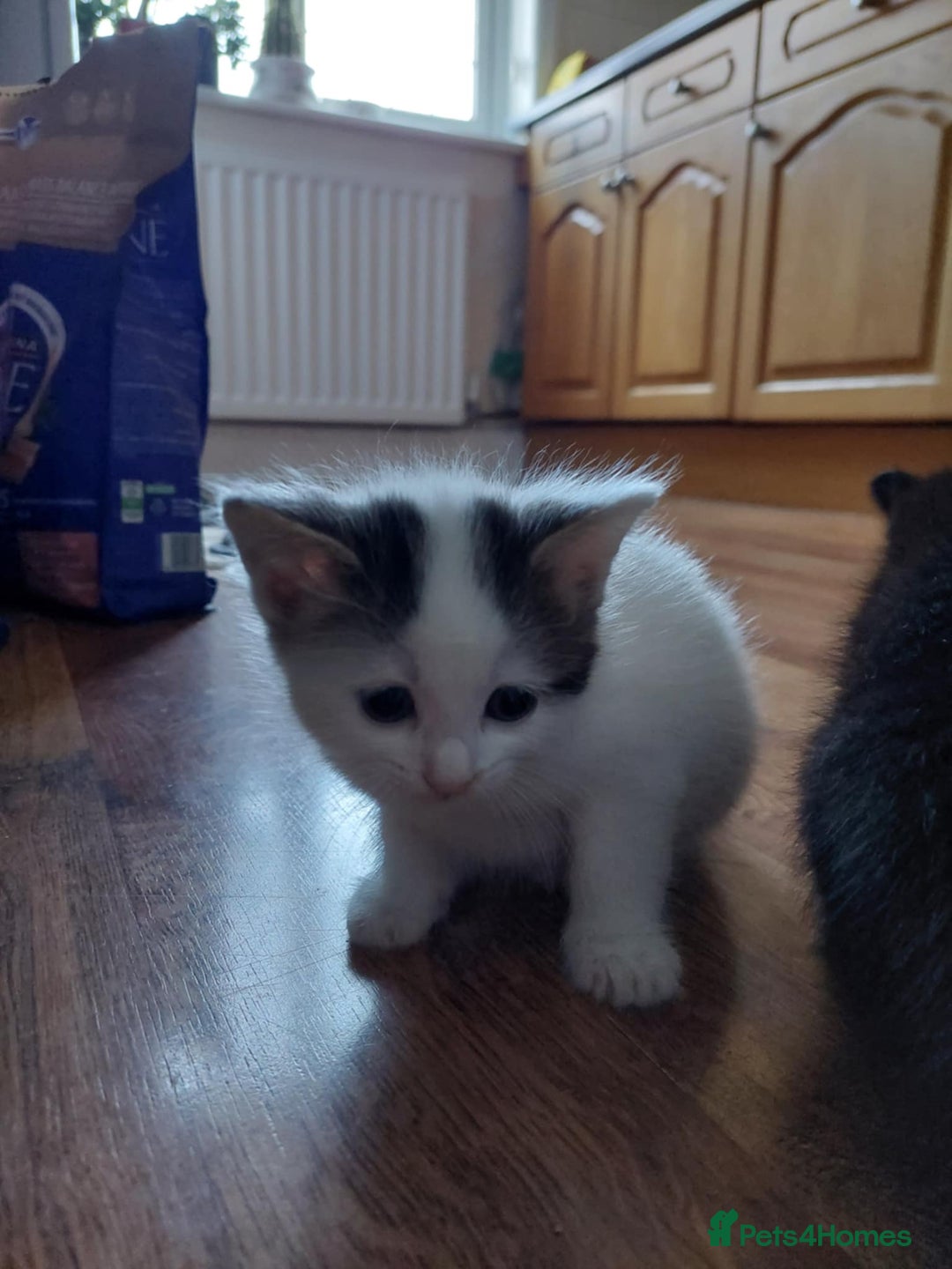 European cats for sale: Beautiful Kittens Looking for Loving Homes 🐾❤️ - Image 7