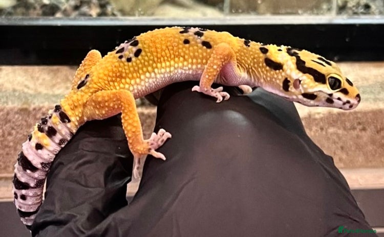 Gecko reptiles - Advert 11
