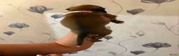 Boxer dogs for sale: Boxer puppies  - Advert 3