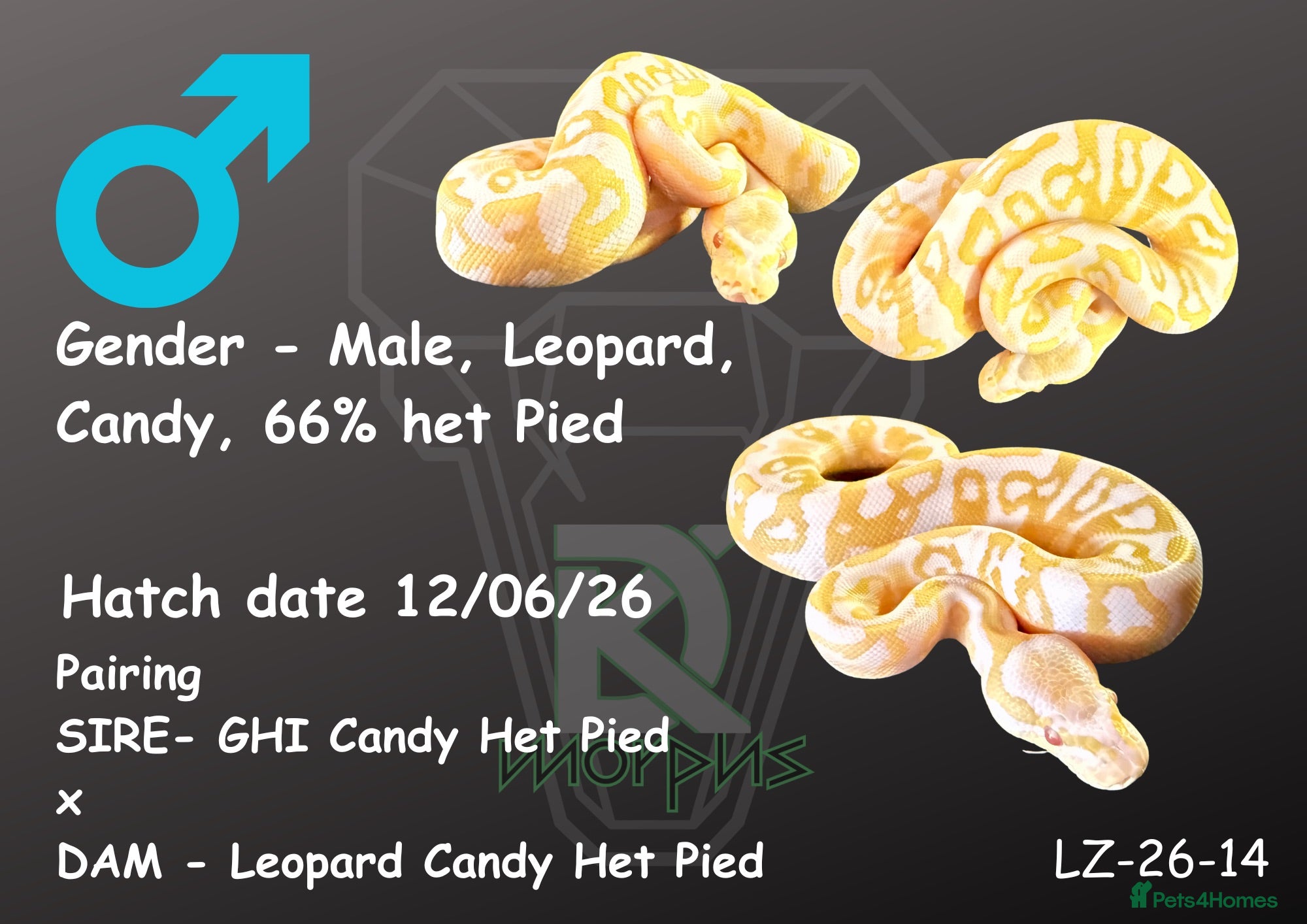 Python Snake reptiles 1.0 Leo Candy 66% het Pied - Advert 3