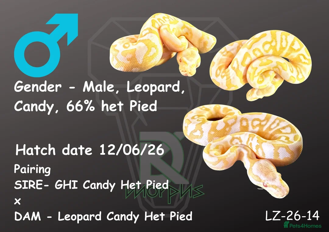 Python Snake reptiles for sale: 1.0 Leo Candy 66% het Pied - Advert 1