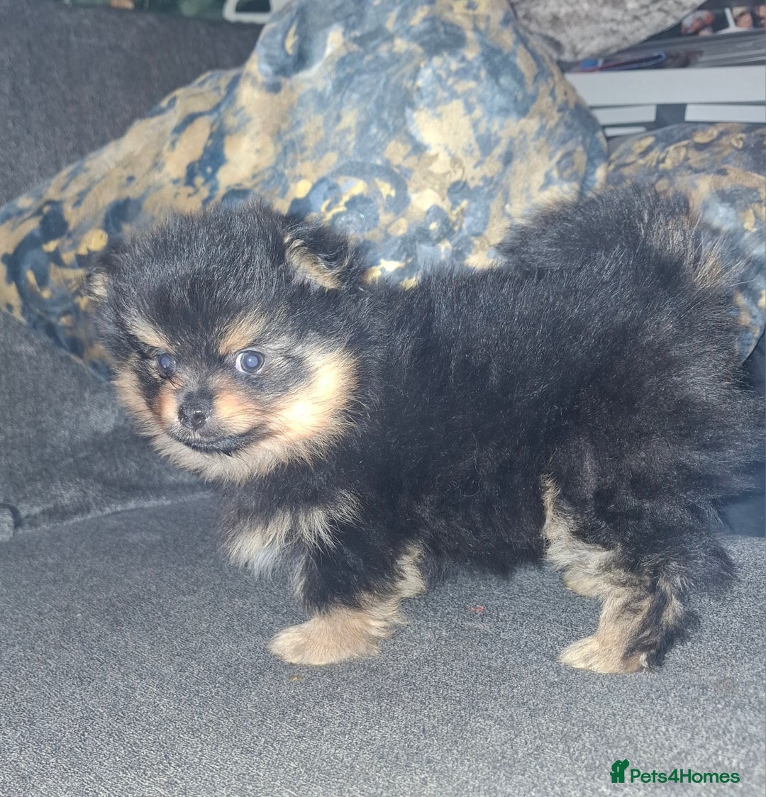Pomeranian dogs for sale: Ready to leave last blk & tan & wlf sable boy - Advert 21
