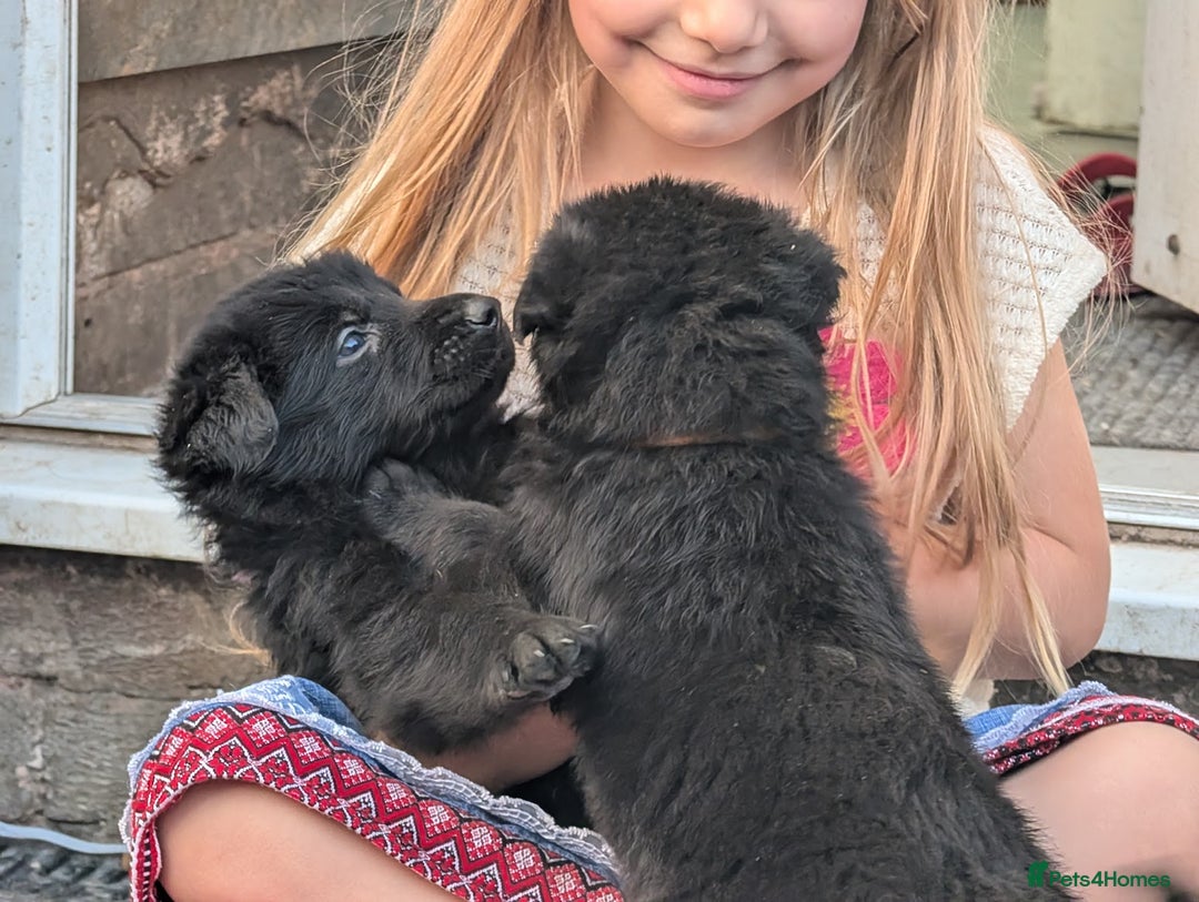 German Shepherd dogs for sale: Gorgeous Black German Shepherd Puppies. - Image 7