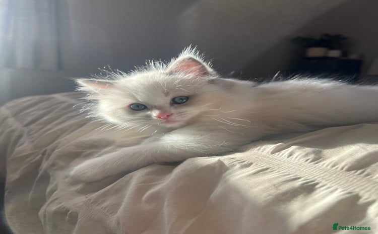 Ragdoll cats Stunning Ragdoll kittens. Ready 12 December - Advert 16