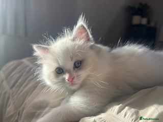 Ragdoll cats Stunning Ragdoll kittens. Ready 12 December - Advert 8