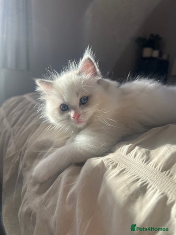 Ragdoll cats Stunning Ragdoll kittens. Ready 12 December - Advert 16