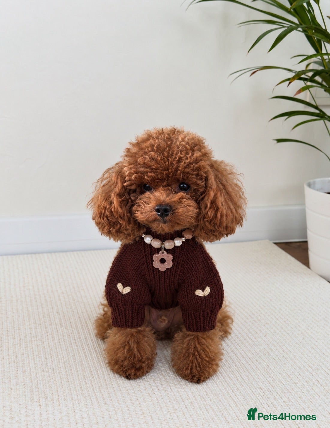 Toy Poodle dogs Asian Deep red Proven KC toy poodle for stud  - Advert 15