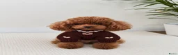 Toy Poodle dogs for stud: Asian Deep red Proven KC toy poodle for stud  - Advert 3