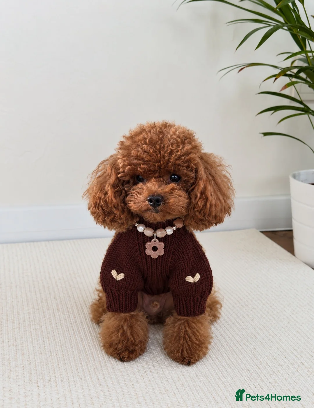 Toy Poodle dogs for stud: Asian Deep red Proven KC toy poodle for stud  - Advert 2