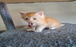 Maine Coon cats for sale: 5 stunning Mainecoon kittens  - Image 1
