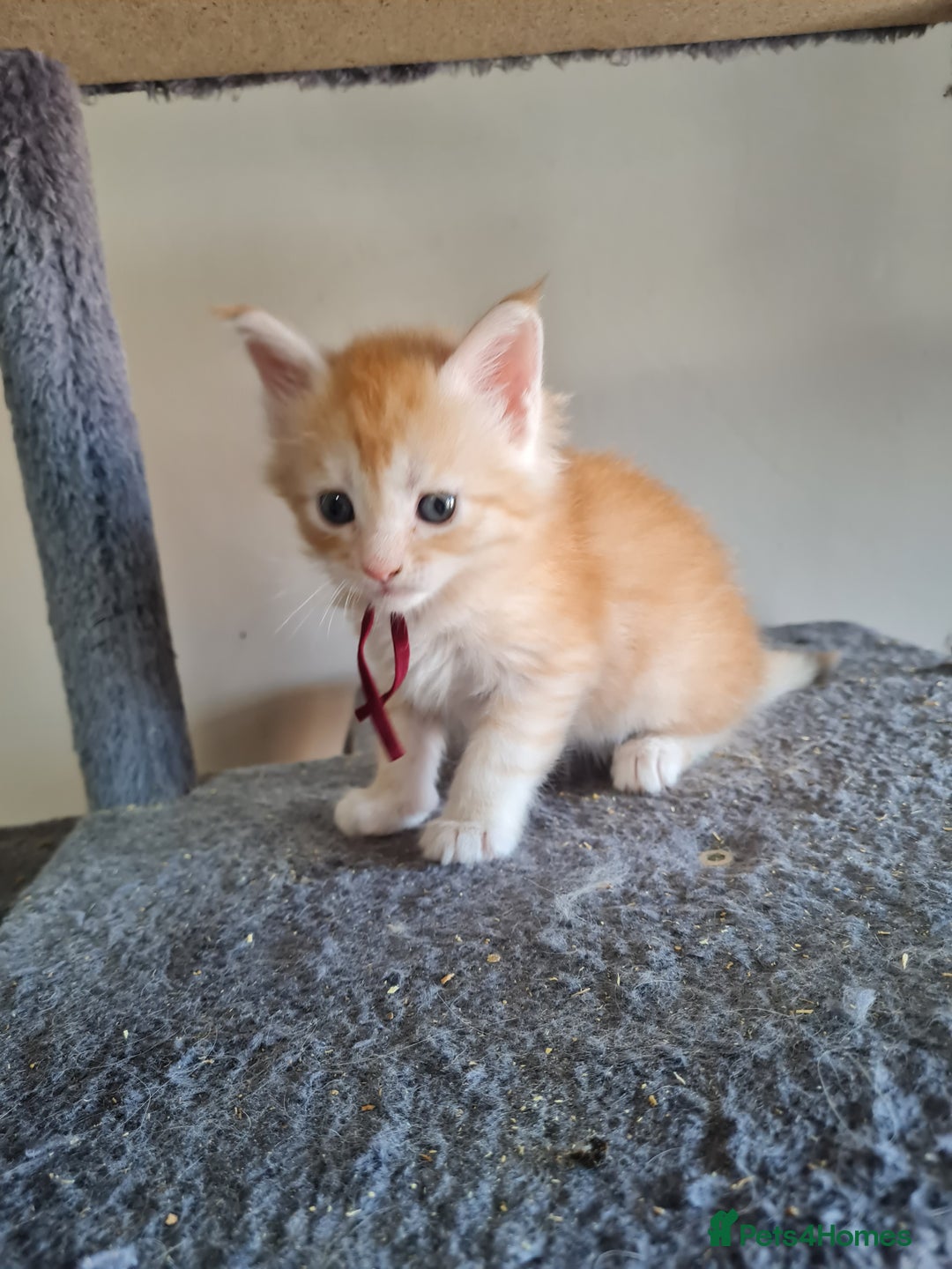 Maine Coon cats for sale: 5 stunning Mainecoon kittens  - Image 1