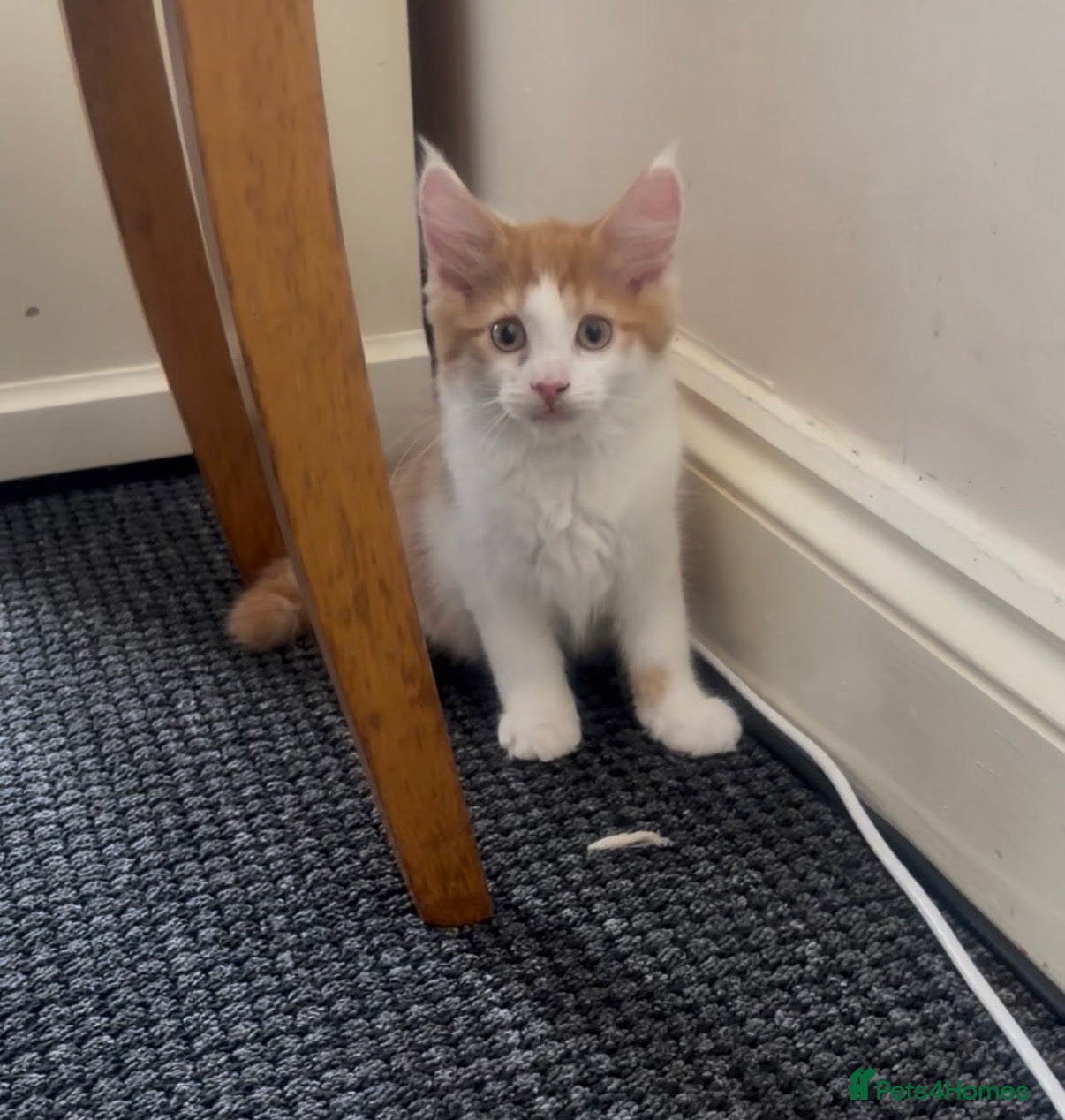 Mixed Breed cats 3 kitten rehoming - Advert 1