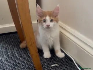 Mixed Breed cats 3 kitten rehoming - Advert 1