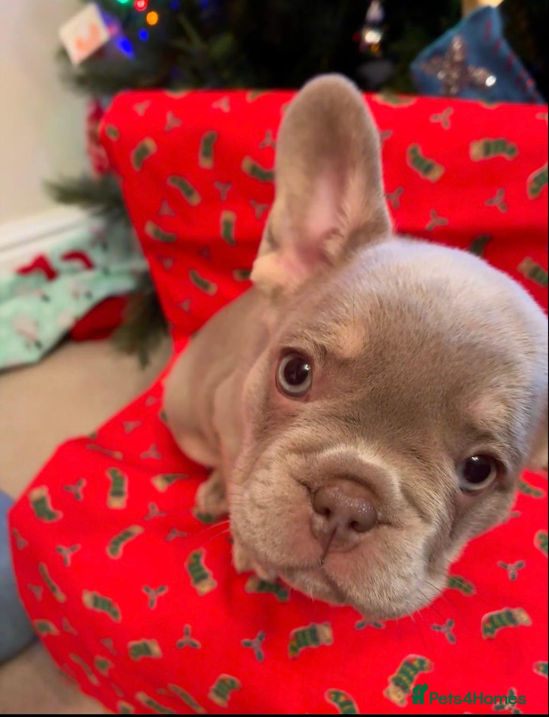 French Bulldog dogs for sale: KC Registered Beautiful French Bulldog Puppies - Advert 11