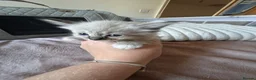 Mixed Breed cats for sale: Ragdoll x Maine coon - Advert 15