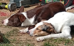Border Collie dogs for sale: Border collie puppies B/W & Merle - Image 5