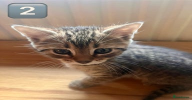 British Shorthair cats - Advert 3
