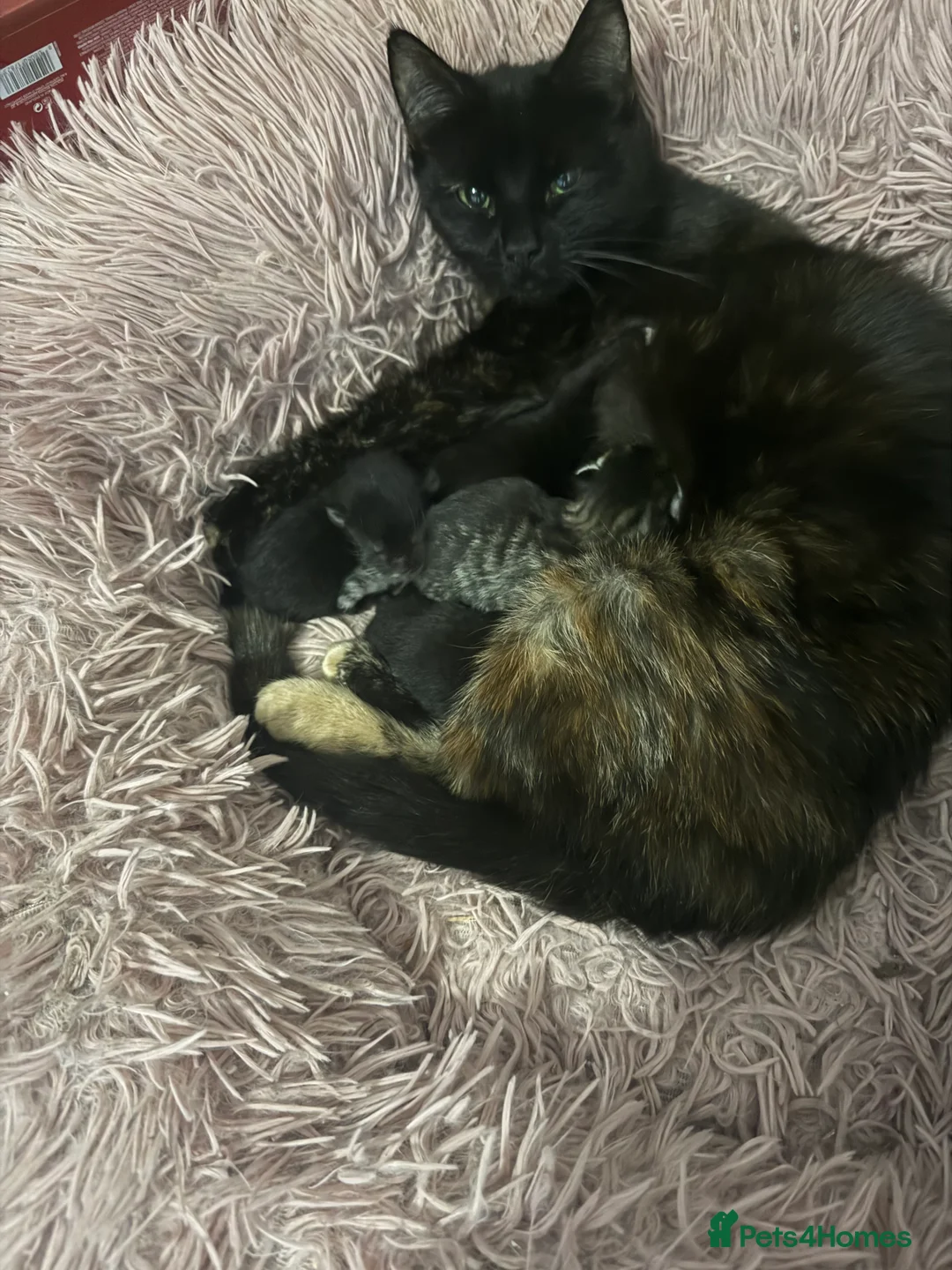 Mixed Breed cats for sale: 4 gorgeous playful kittens in Derby - Advert 2