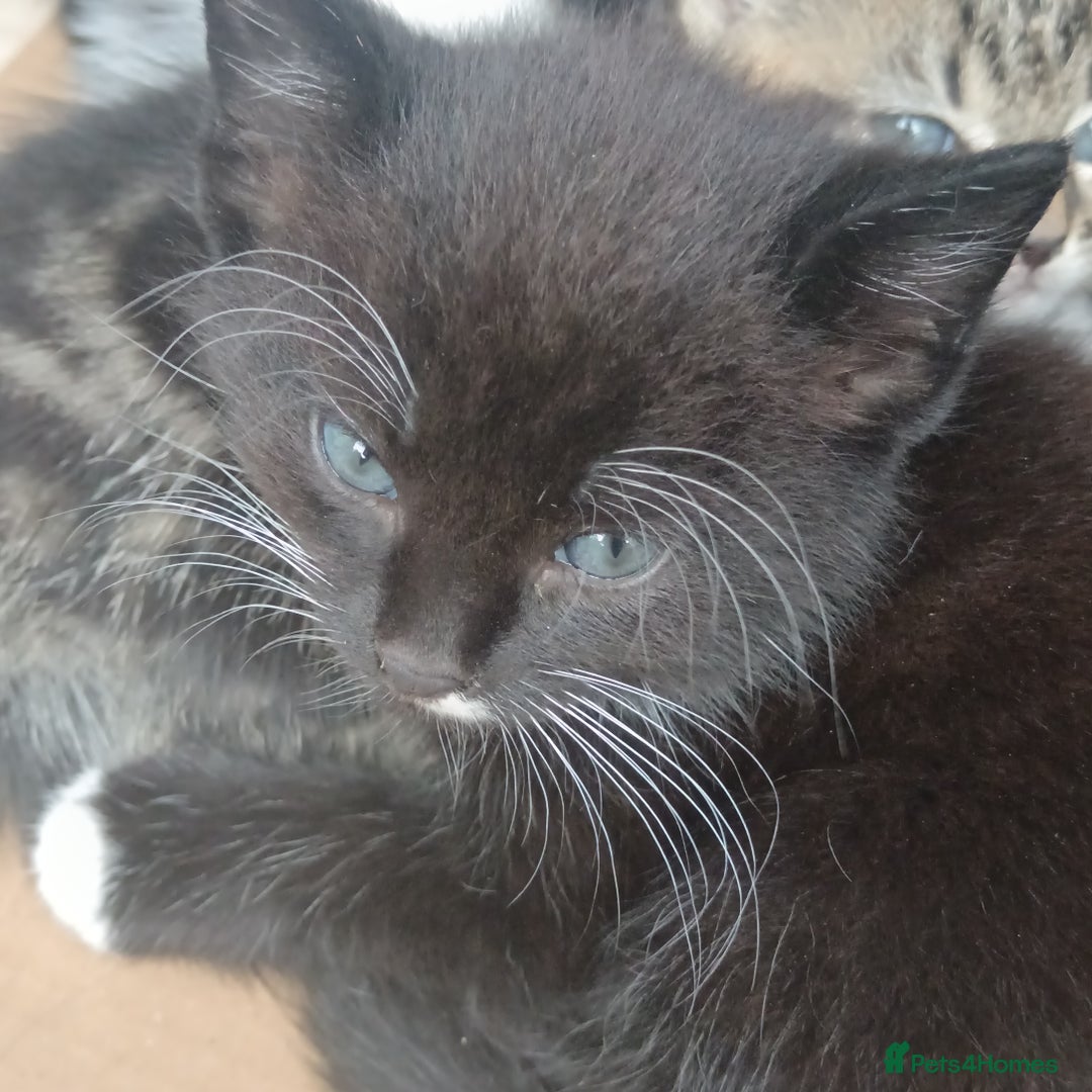 British Shorthair cats for sale: Cute Adorable baby kittens!!!  - Image 5