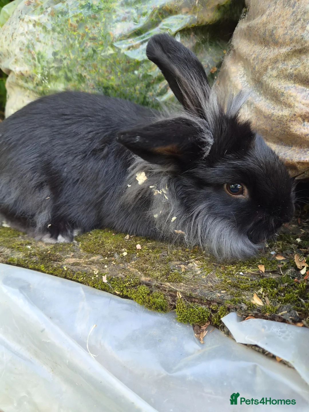 Lionhead rabbits for sale: Young lionhead doe for sale £50 in Manchester - Advert 1