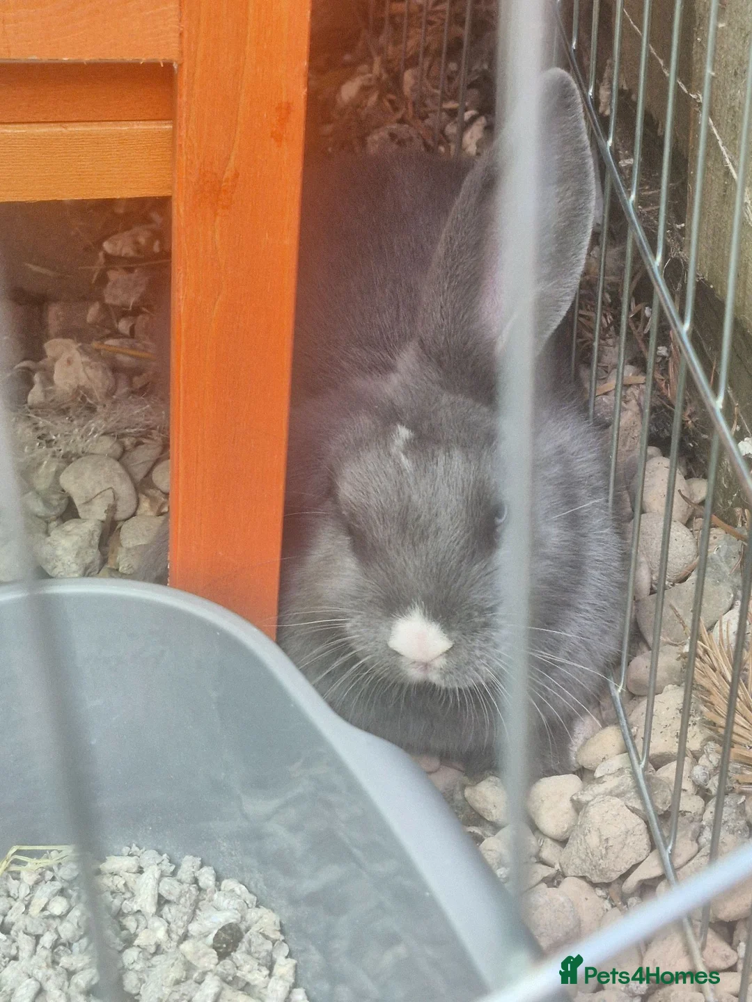 Mixed Breed rabbits for sale: Mini lop and mini lops x rex - Advert 4
