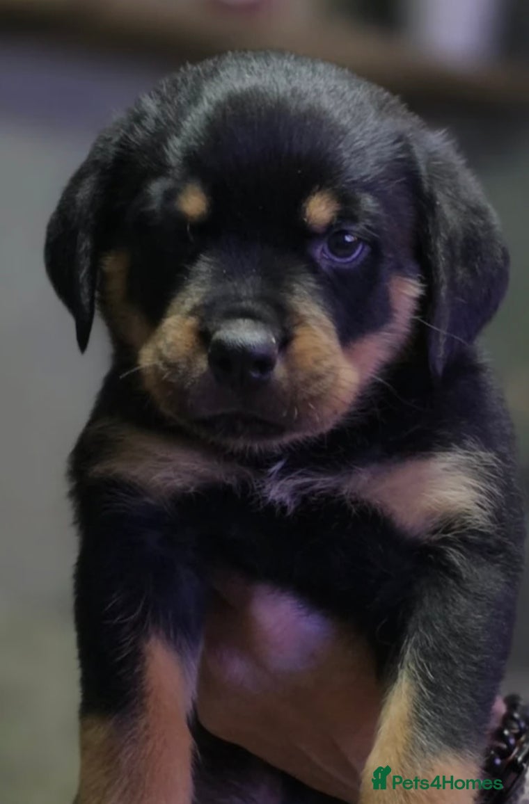 Rottweiler dogs Stunning KC REGISTERED rottweiler pups - Advert 1