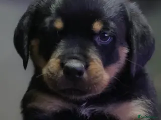 Rottweiler dogs Stunning KC REGISTERED rottweiler pups - Advert 1