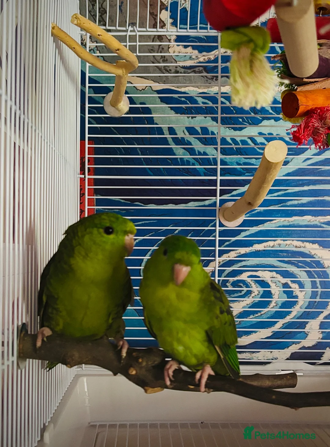 Parakeets birds for sale: Lineolated Parrekeets  - Advert 2