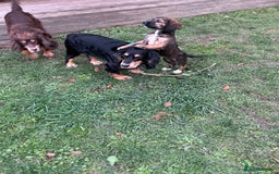 Mixed Breed dogs for sale: Spaniel cross - Advert 3