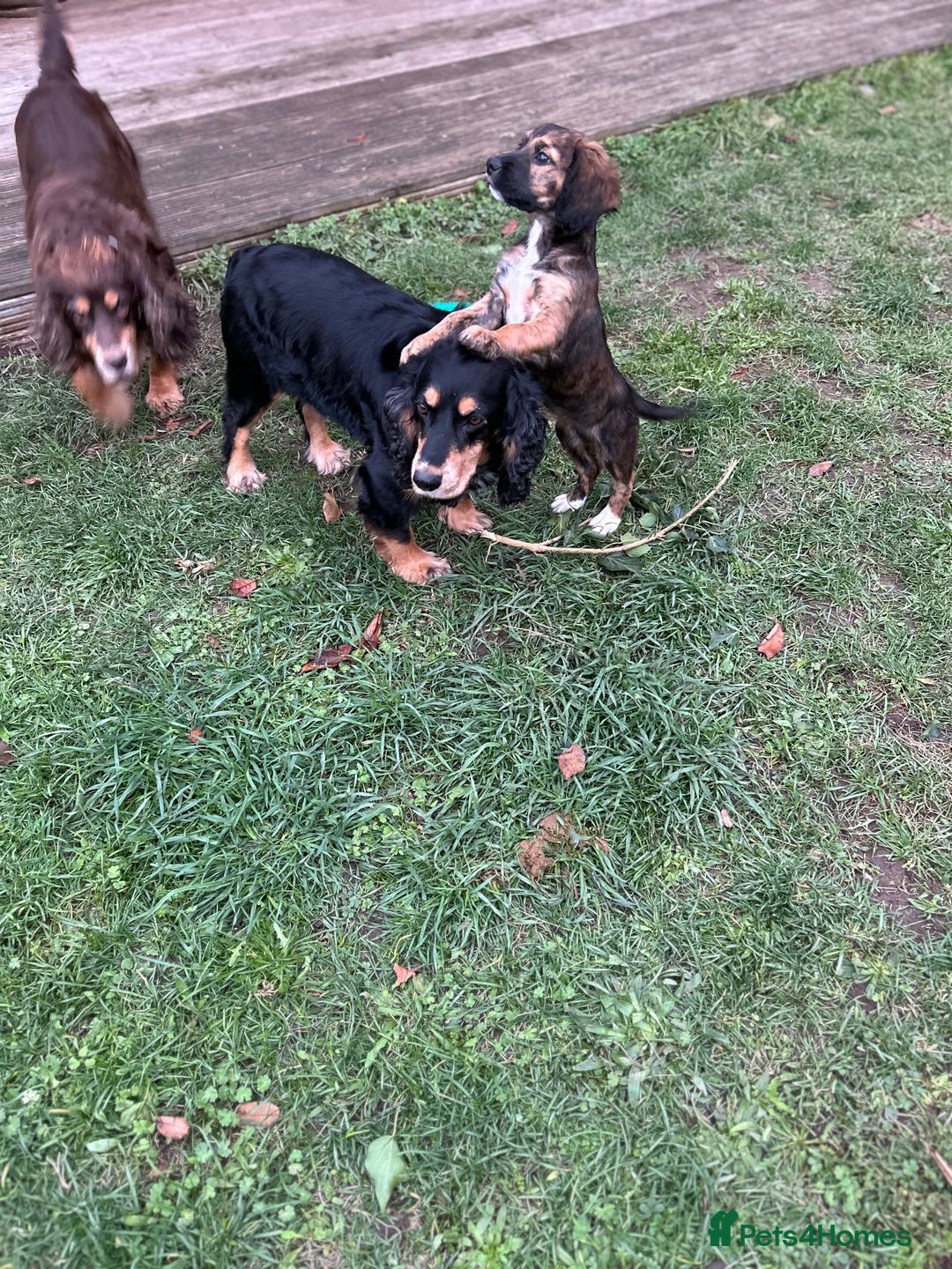 Mixed Breed dogs for sale: Spaniel cross - Advert 3
