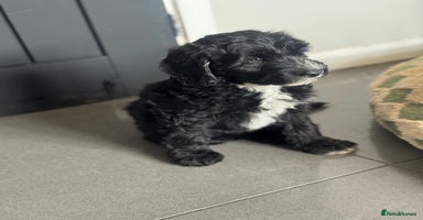 Sheepadoodle dogs - Advert 3