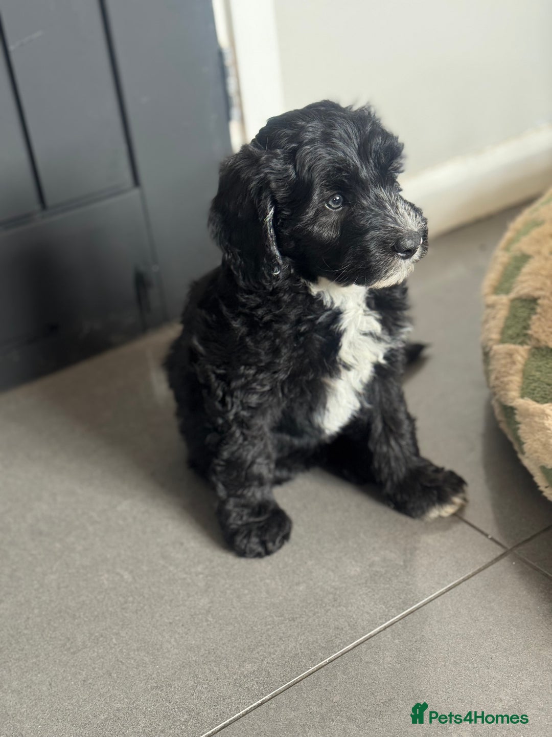 Sheepadoodle dogs for sale: Miniature Sheepadoodles (F1) - Image 2