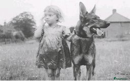 German Shepherd dogs for sale: CZECH DDR WEST GERMAN OLD BLOODLINE KC - Image 28