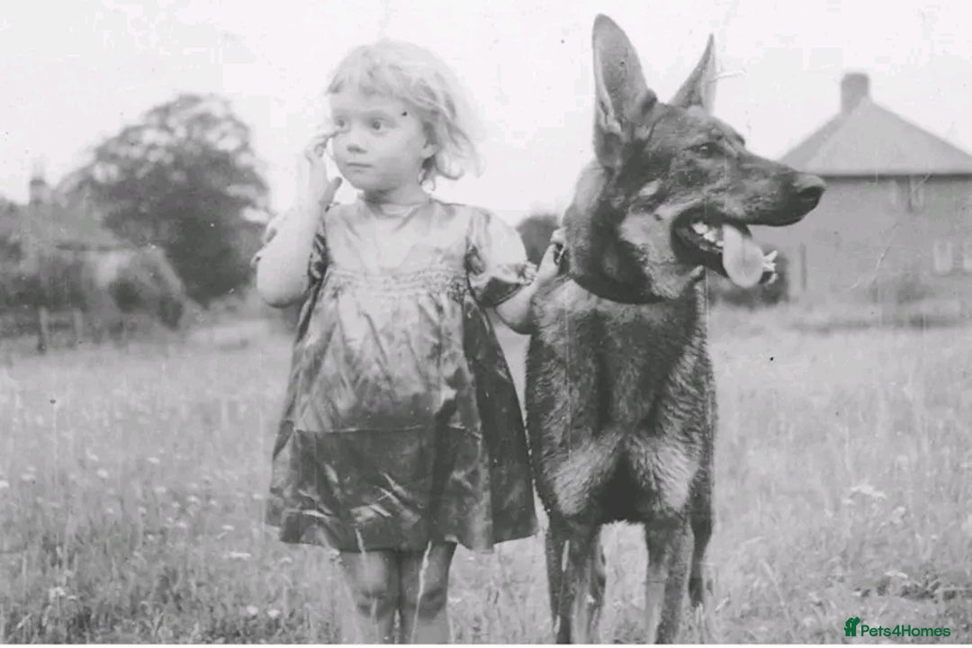 German Shepherd dogs for sale: CZECH DDR WEST GERMAN OLD BLOODLINE KC - Image 28