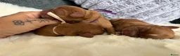 Cocker Spaniel dogs for sale: 🐶KC REGISTERED COCKER SPANIEL PUPPYS🐶 - Advert 11