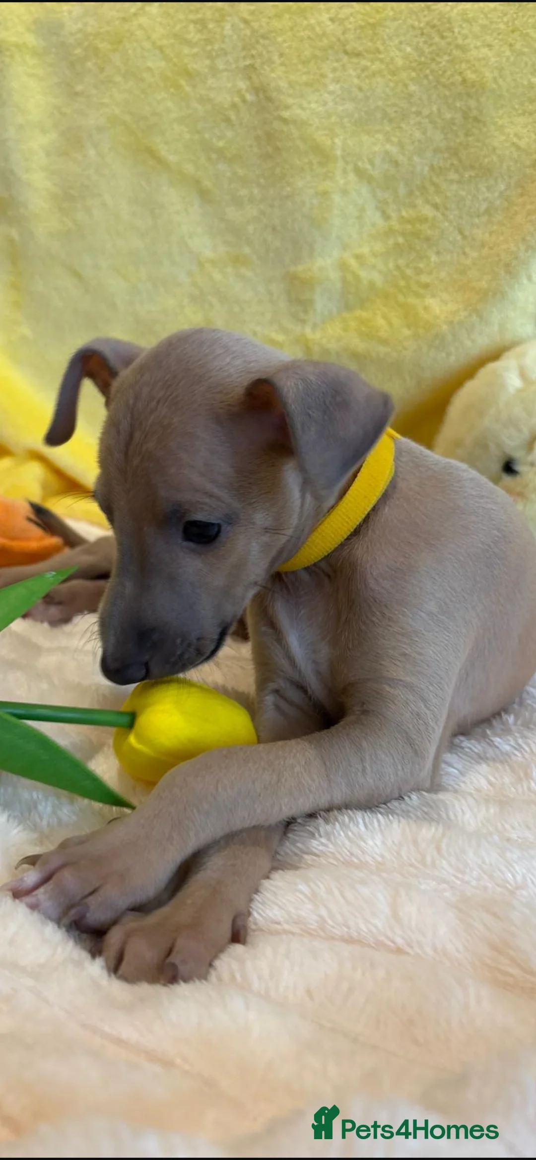 Mixed Breed dogs for sale: Gorgeous 3/4 ITALIAN GREYHOUND pups - Advert 2